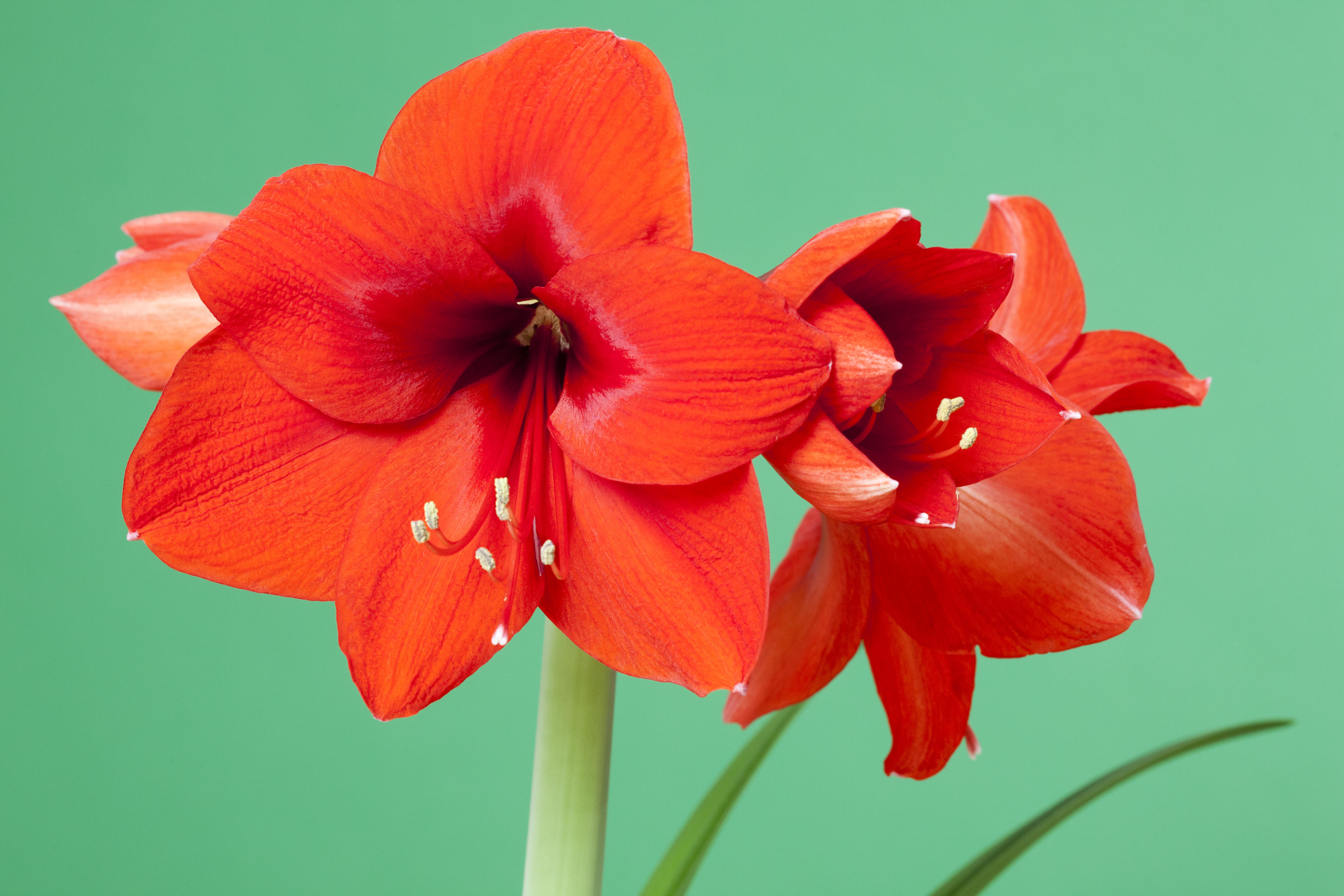 Amaryllis