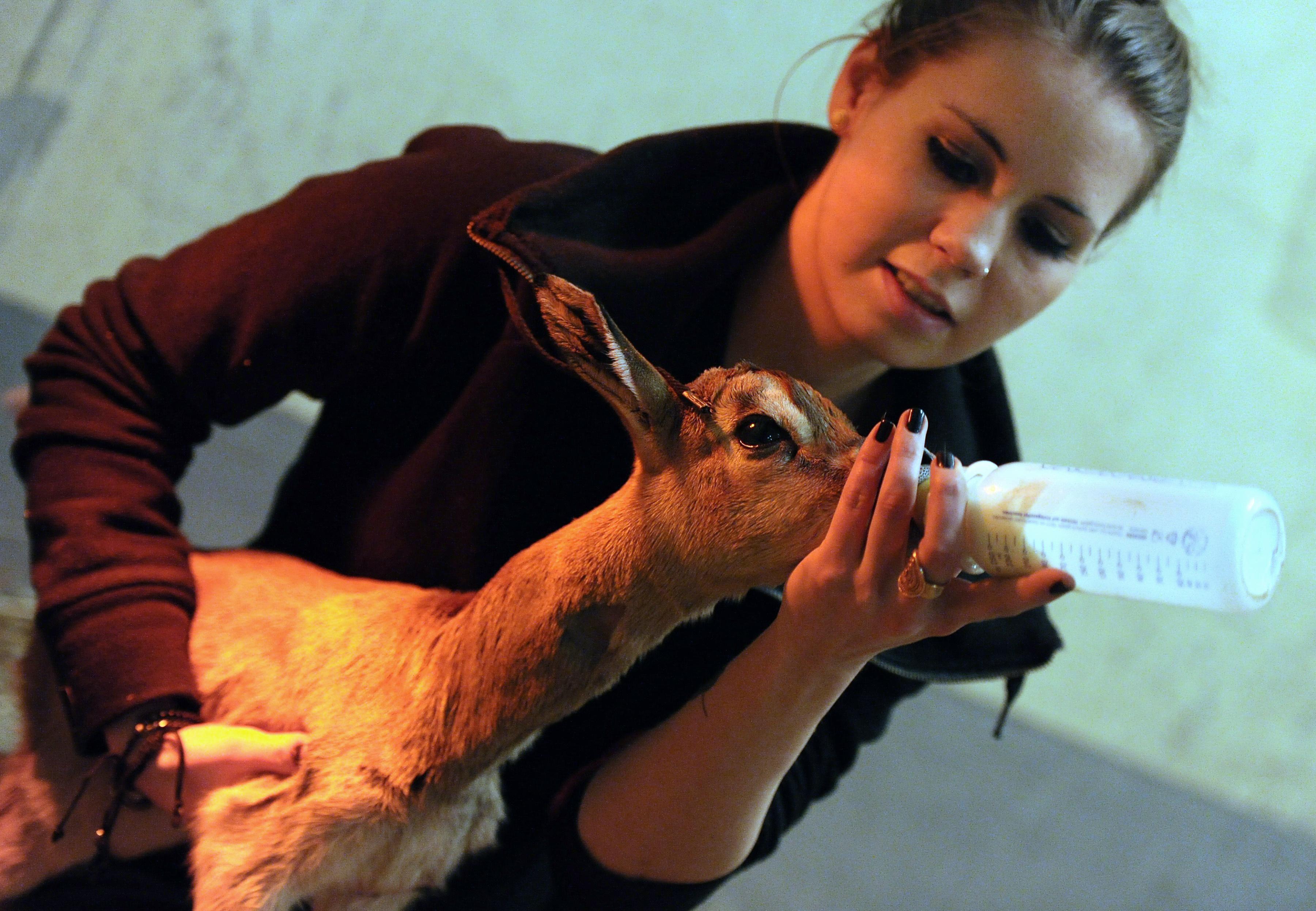 HUNGARY-ANIMAL-ZOO-GAZELLE