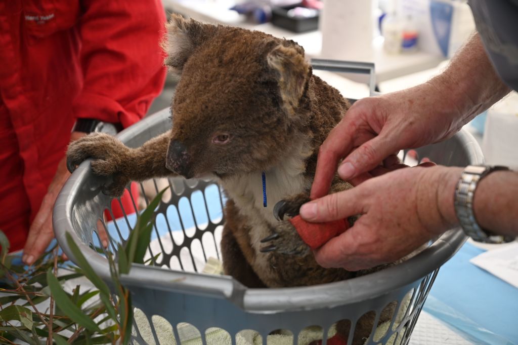 AUSTRALIA-FIRES-ANIMALS-KOALA