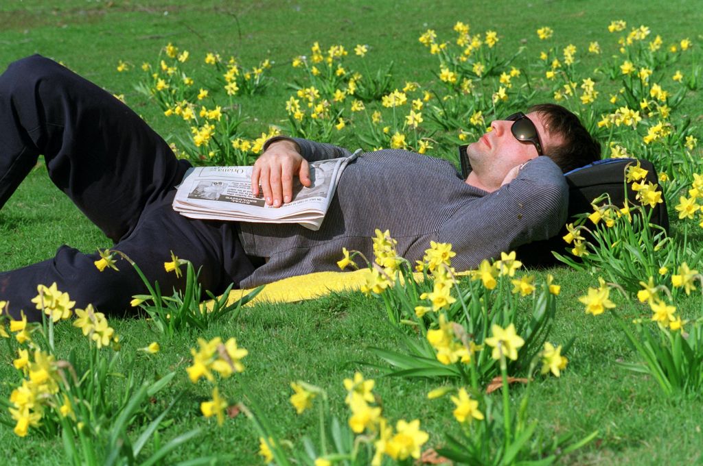 Frühlingssonne lädt zum Träumen auf Blumenwiese ein